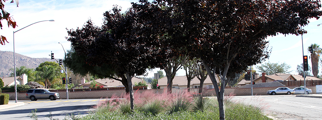 Trees in a City median.