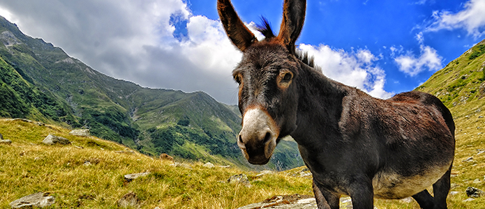 Moreno Valley wild burrow.