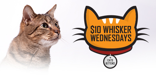 Whisker Wednesdays, cats and kitten adoptions for $10